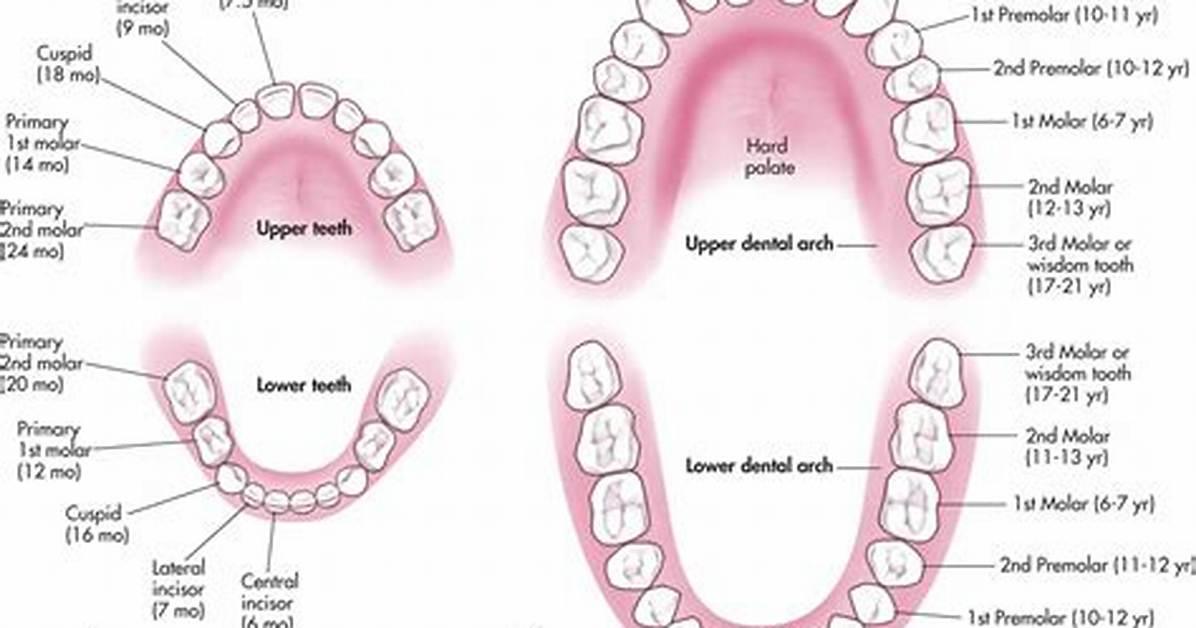 What Is Deciduous Tooth