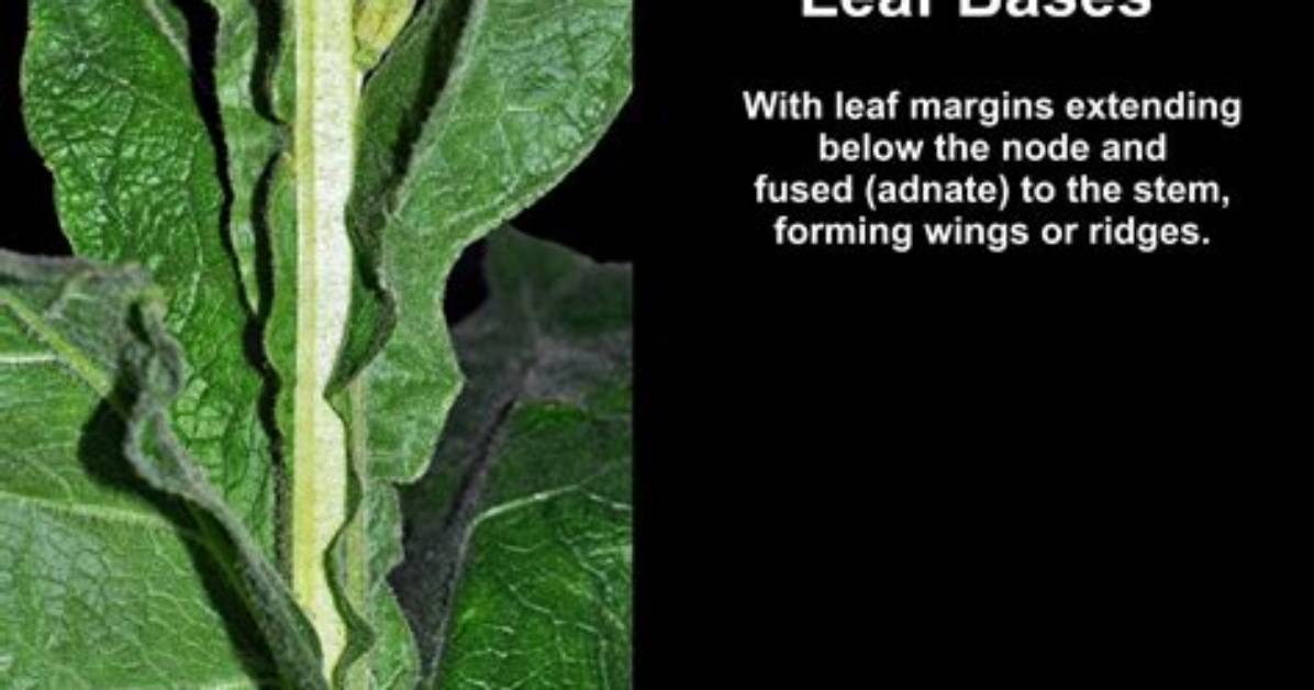 What Is Decurrent Leaves?
