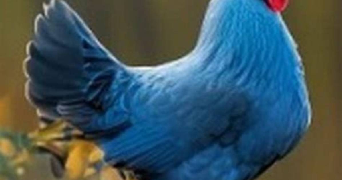 What Is Delaware's Bird? | Contextresponse. Com