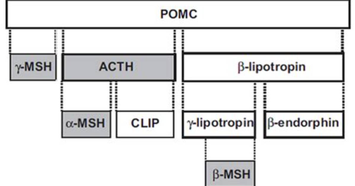What Is Derived from Pomc