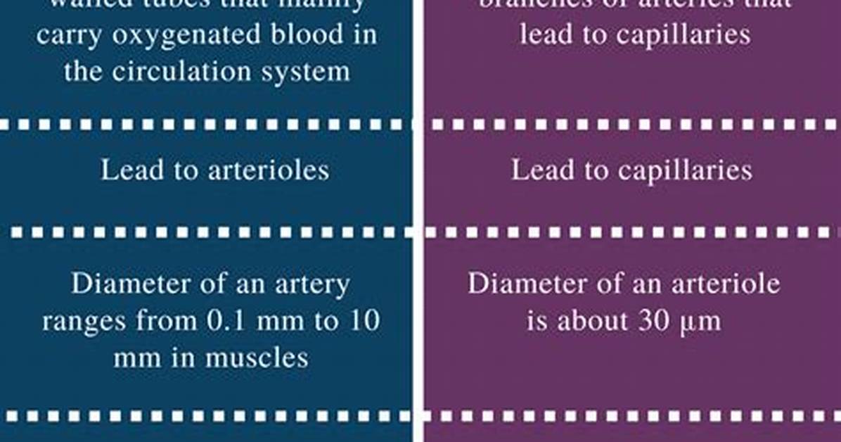 What Is Difference Between Arteries and Arterioles