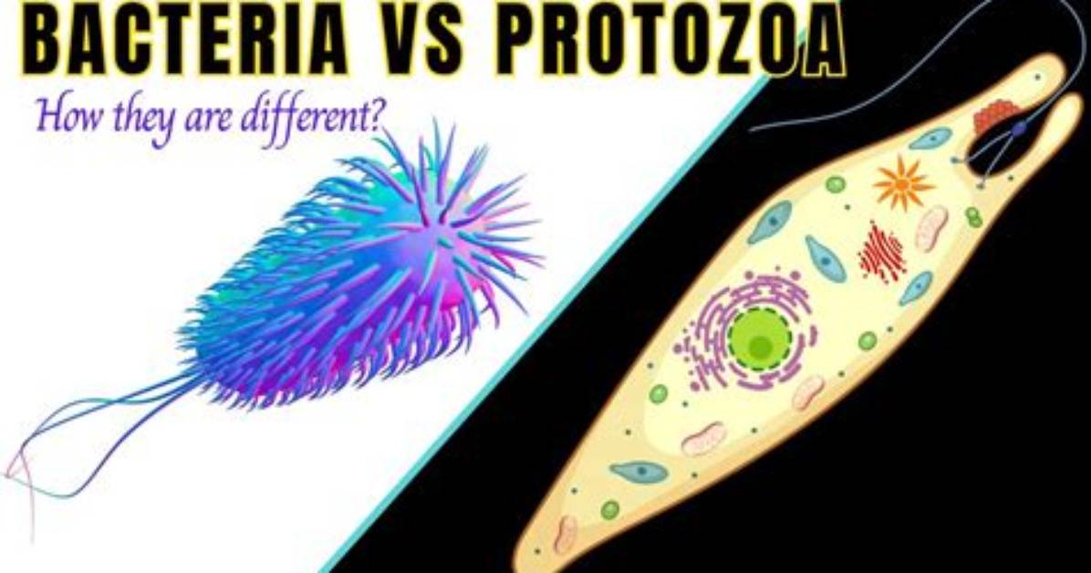 What Is Difference Between Bacteria and Protozoa?
