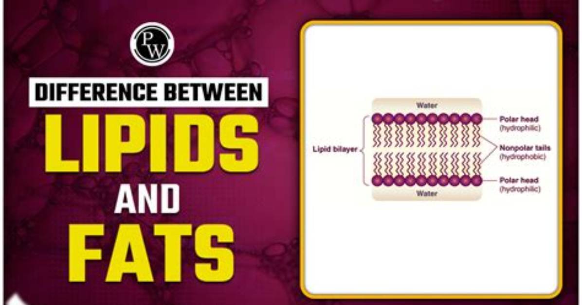 What Is Difference Between Lipid and Fat