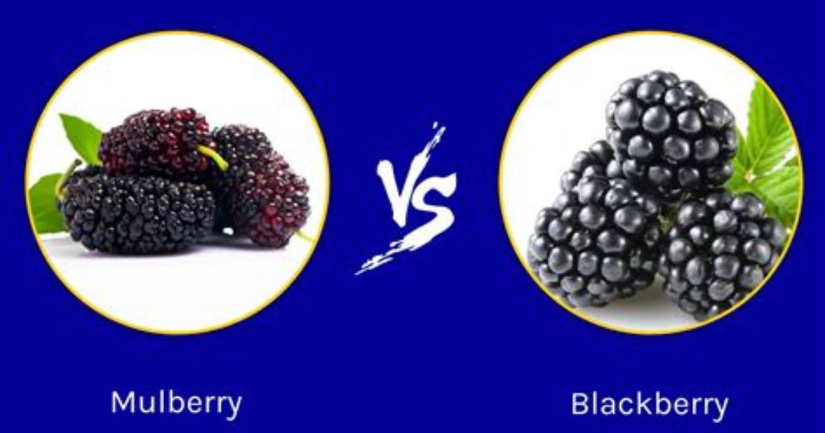 What Is Difference Between Mulberry and Blackberry?