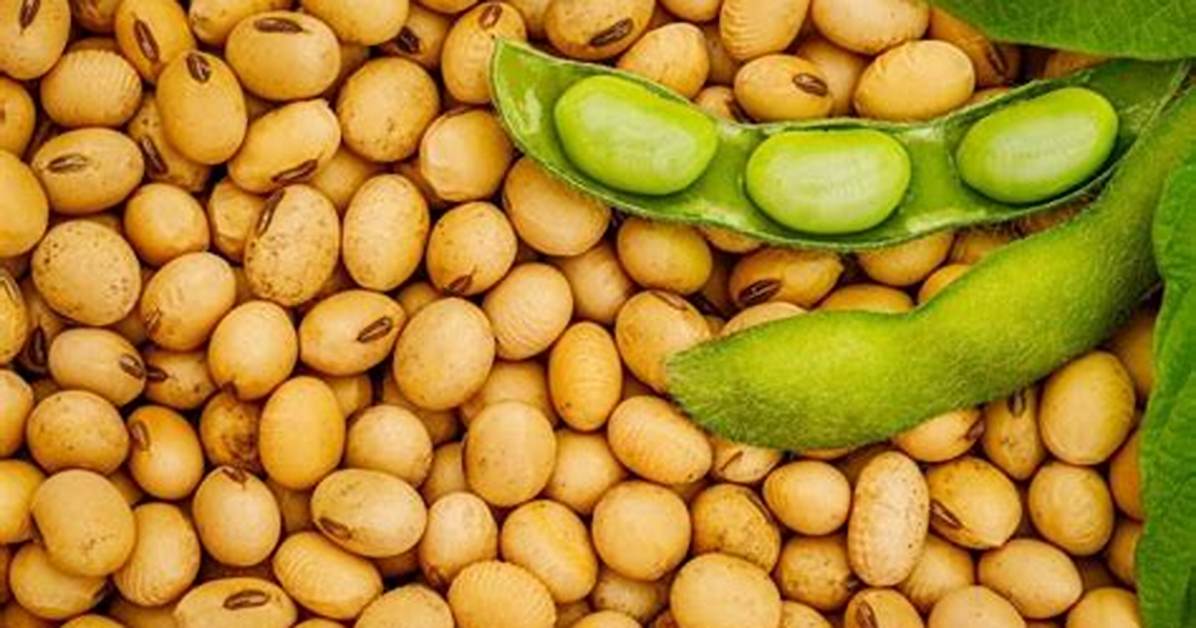 What Is Difference Between Soy and Soya?