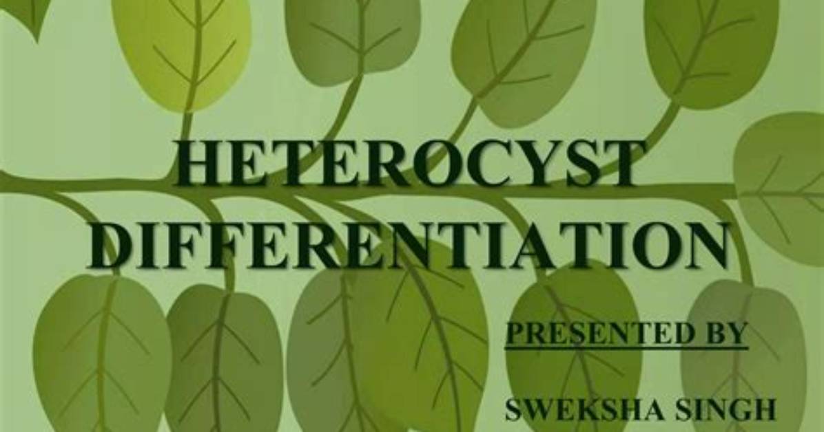 What Is Differentiation in Botany?
