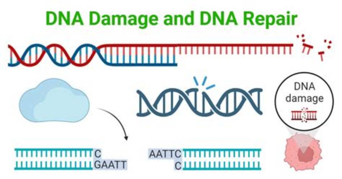 What Is Dna Damage