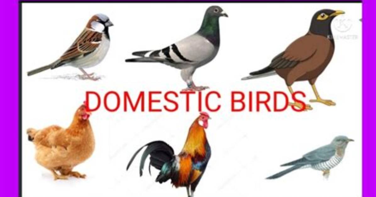 What Is Domestic Bird