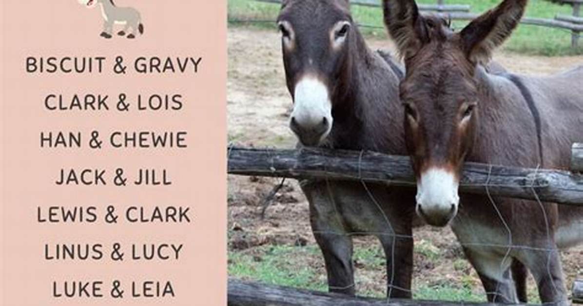 What Is Donkeys Name