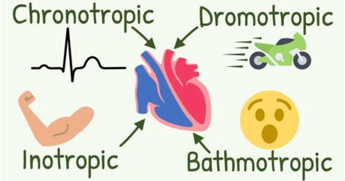 What Is Dromotropic Effect?