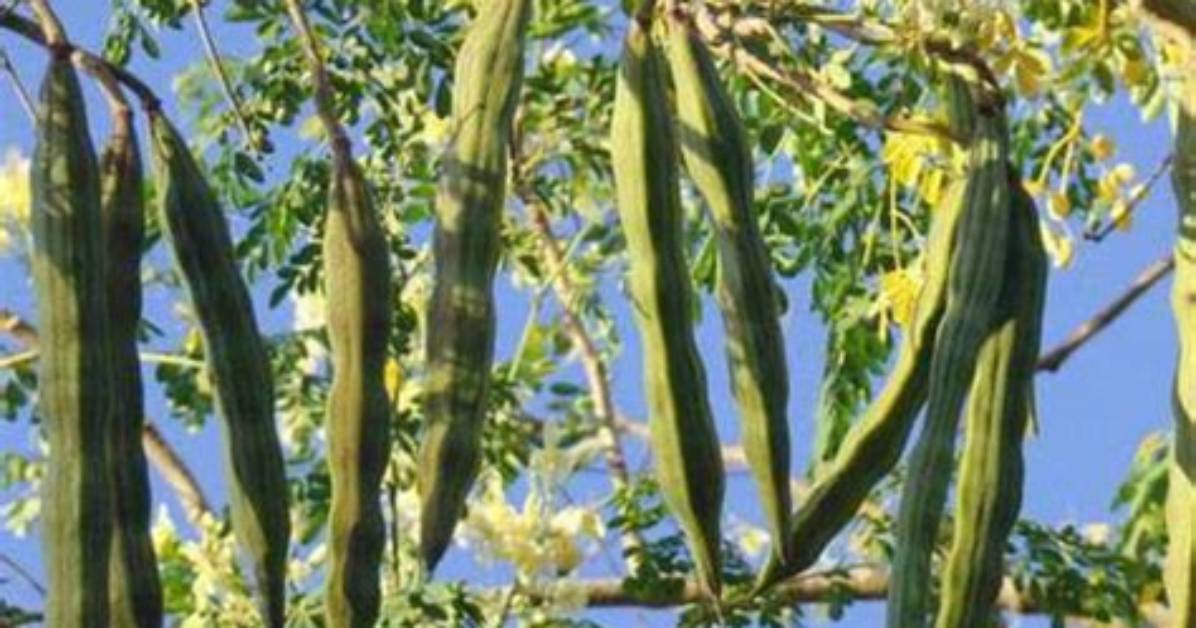 What Is Drumstick Tree Called?