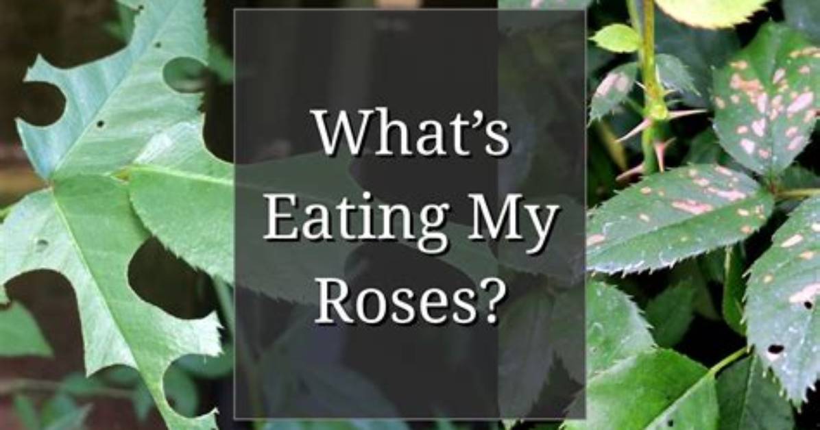 What Is Eating My Fuchsia Leaves