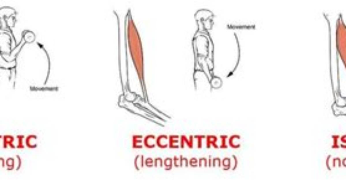 What Is Eccentric and Concentric Exercise