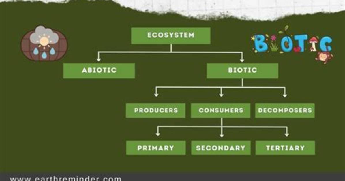 What Is Ecosystem and Its Components