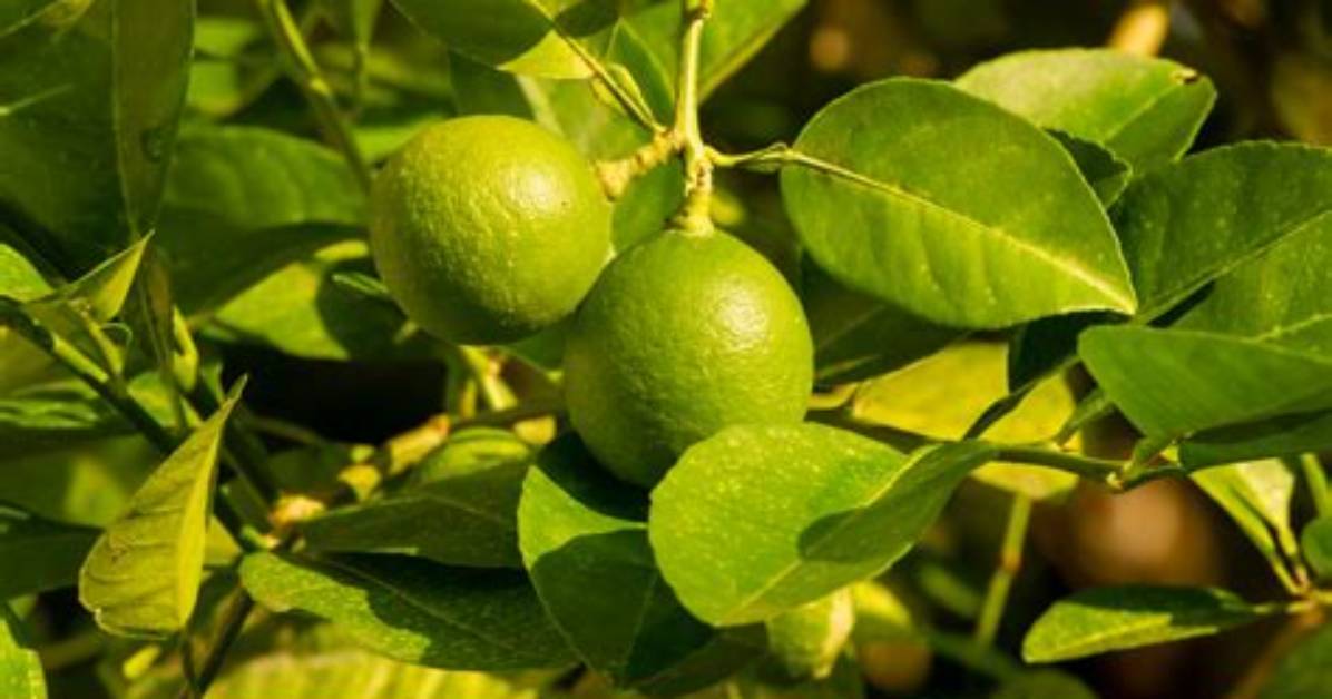 What Is Edible Lime