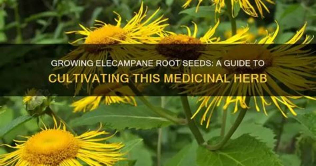 What Is Elecampane Root Used For