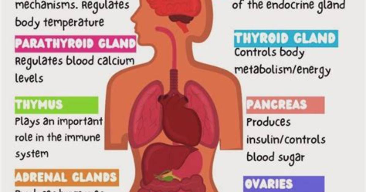 What Is Endocrine System and Its Function?
