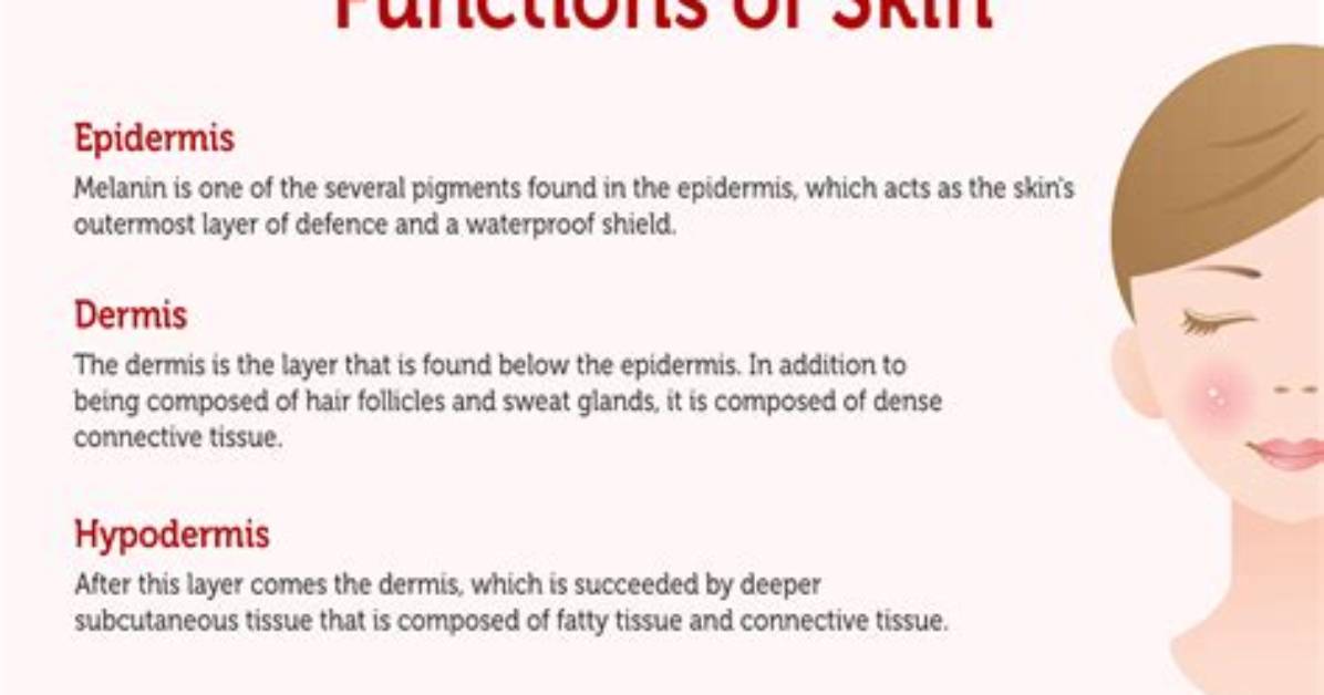 What Is Epidermis and Its Function?