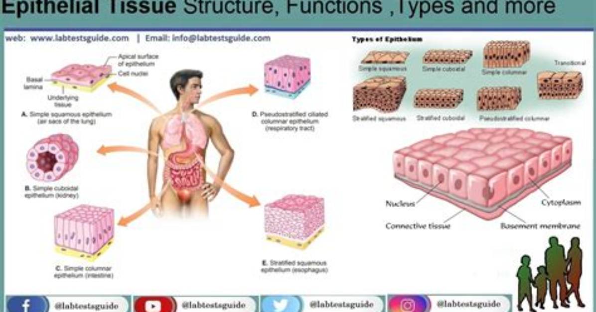 What Is Epithelial Tissue and Its Function