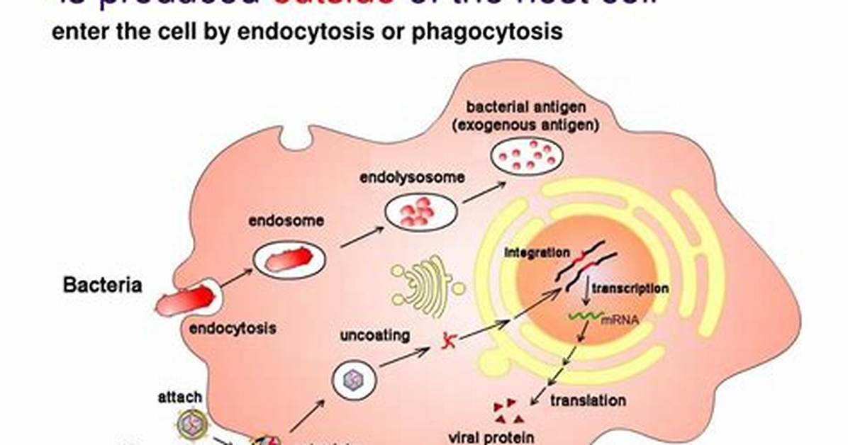 What Is Exogenous Antigen