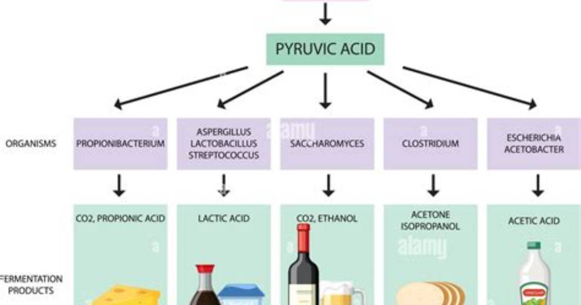 What Is Fermentation Yeast