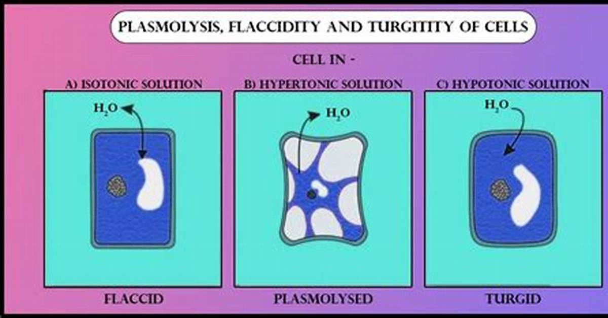 What Is Flaccid Cell?