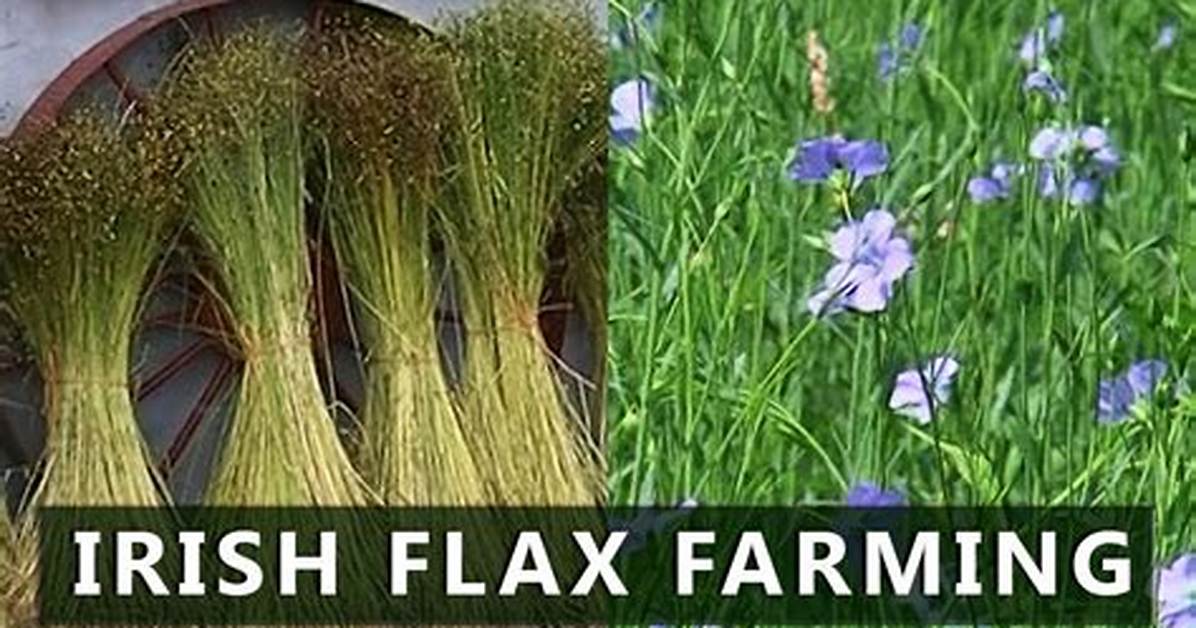 What Is Flax Dam