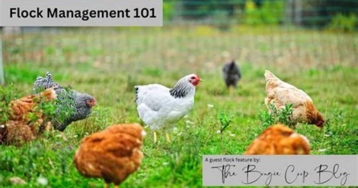 What Is Flock Management