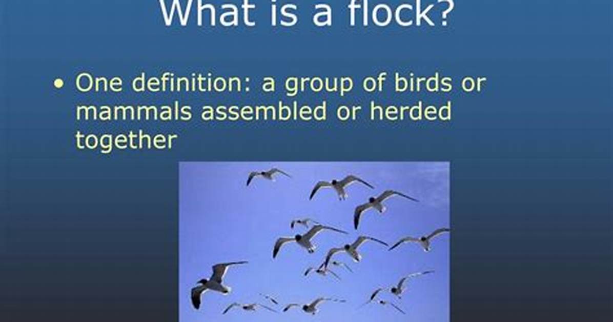 What Is Flock Mean?