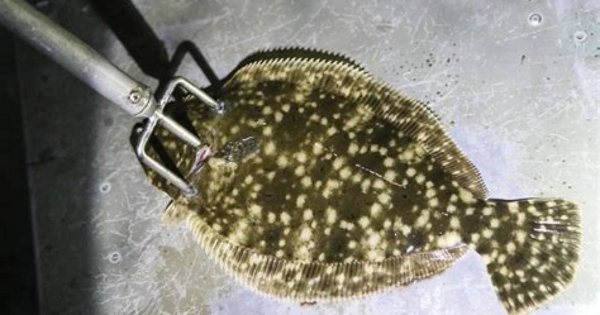 What Is Flounder Gigging?