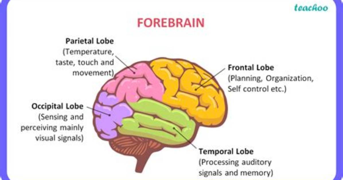 What Is Forebrain and Its Function?