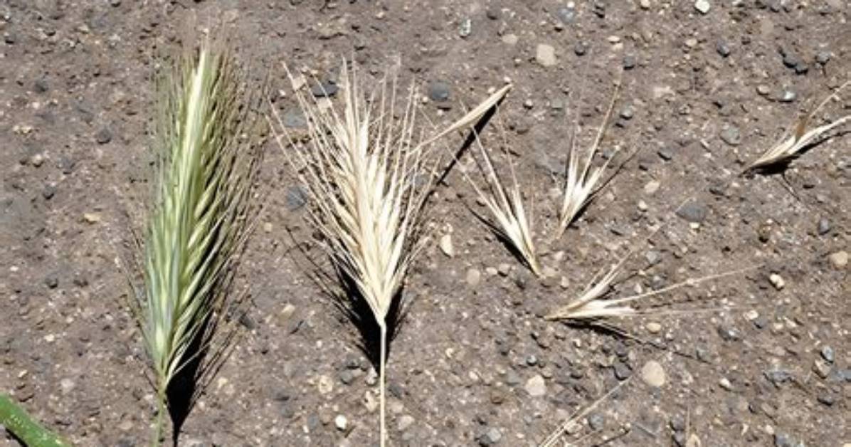 What Is Foxtail Grass