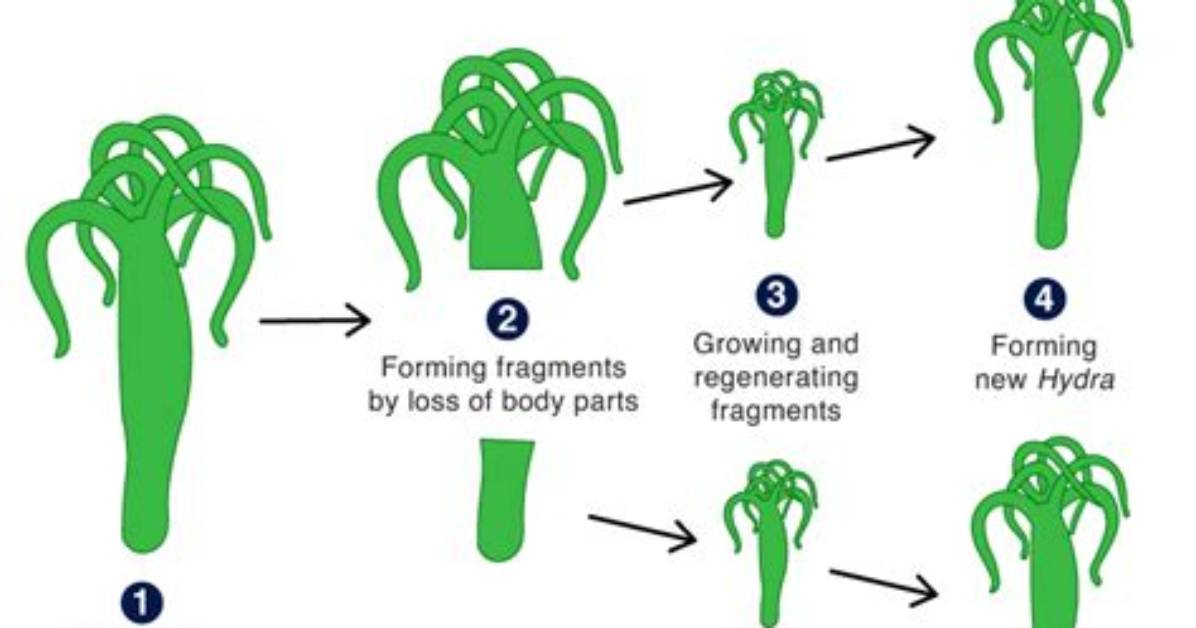 What Is Fragmentation Definition?