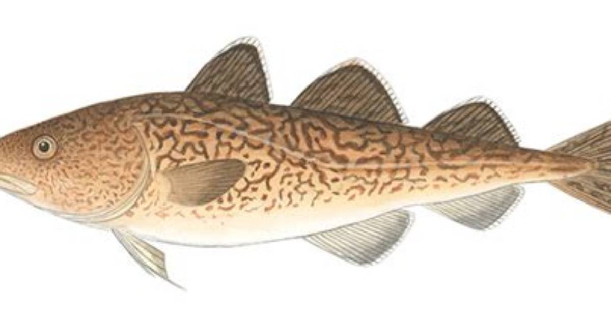 What Is Gadus Macrocephalus?