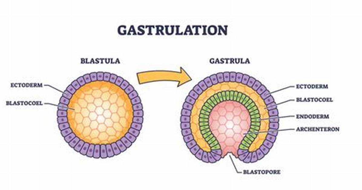 What Is Gastrula - Lisbd-Net. Com