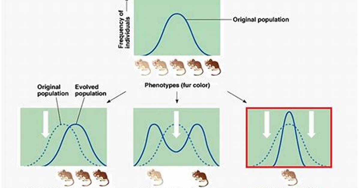 What Is Genetic Selection - Lisbd-Net. Com