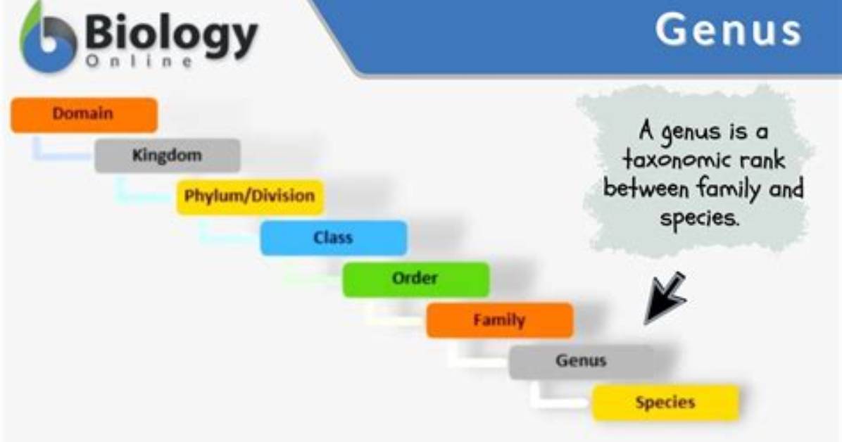 What Is Genus and Example