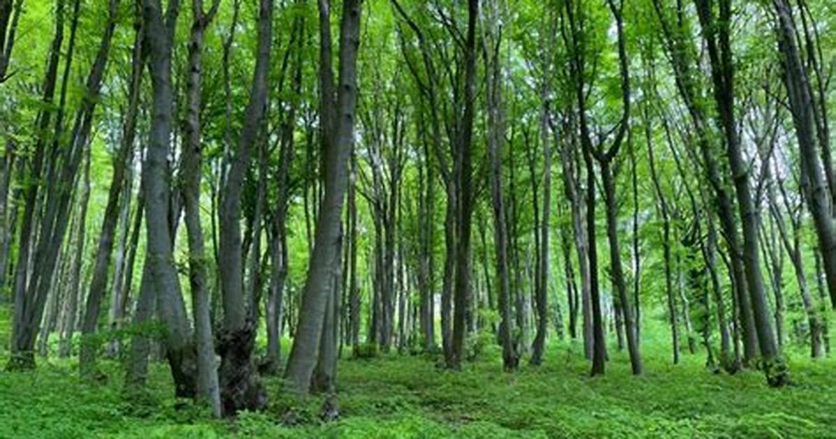 What Is German Beech
