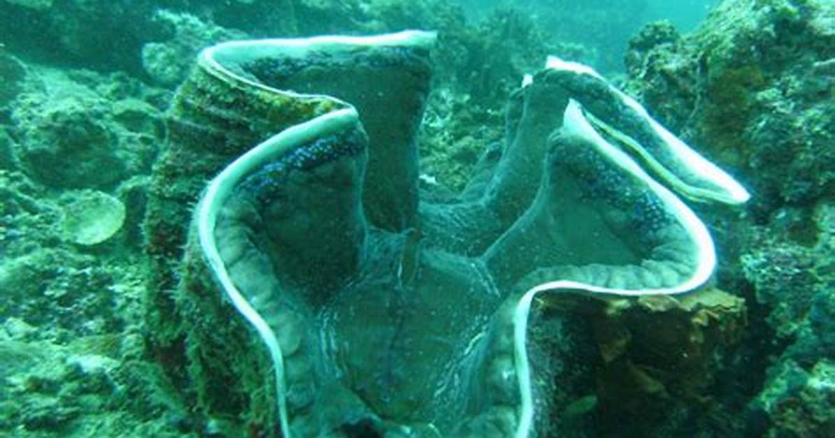 What Is Giant Clam Shell