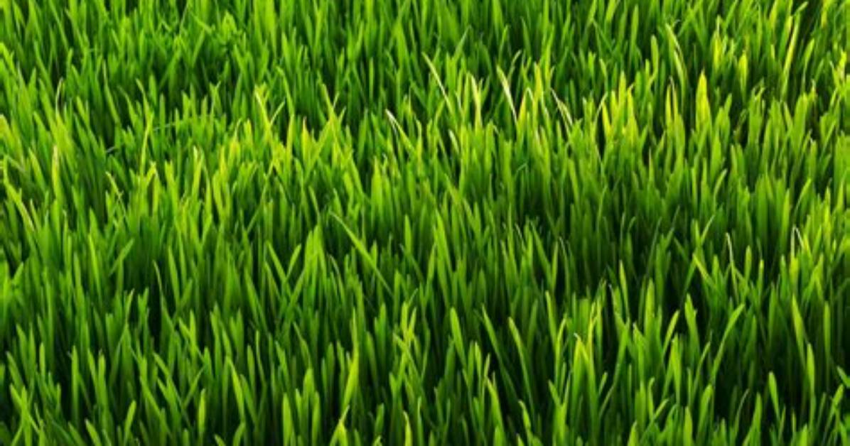 What Is Grass Green?