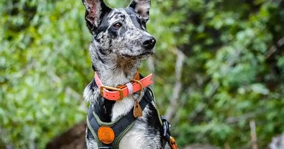 What Is Hanging Tree Dog?