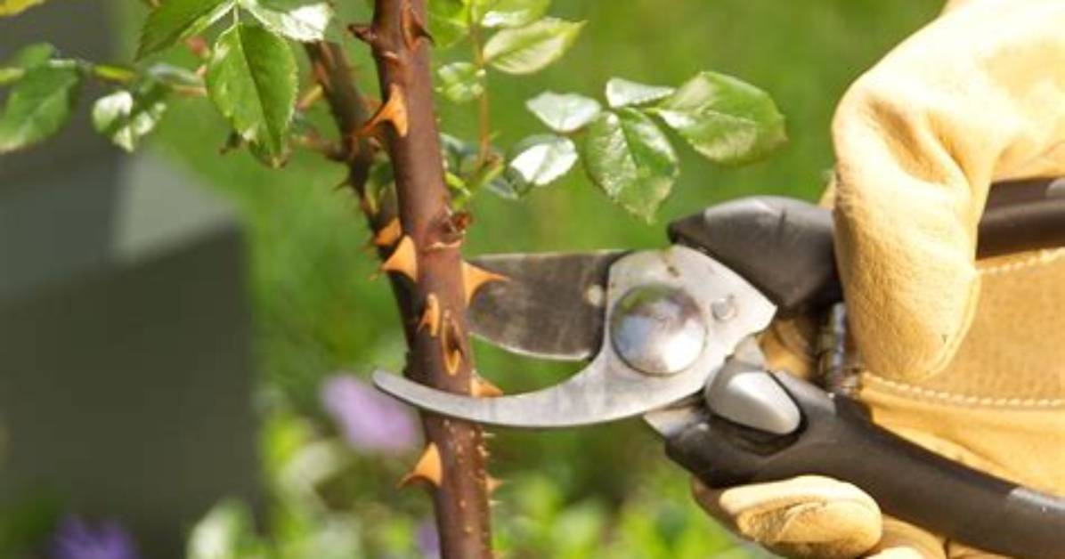What Is Hard Pruning