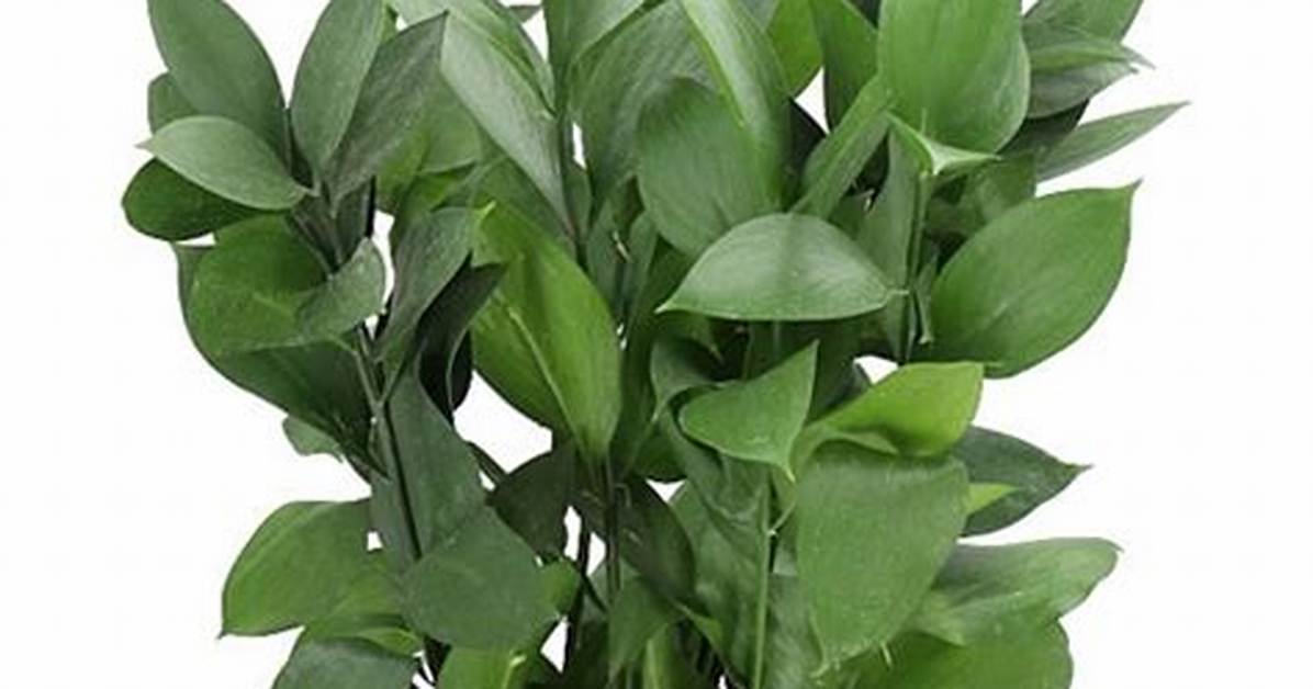 What Is Hard Ruscus