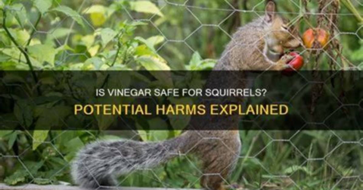 What Is Harmful to Squirrels?