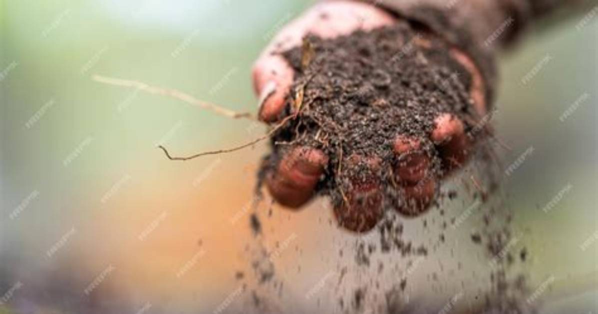 What Is Heath Soil