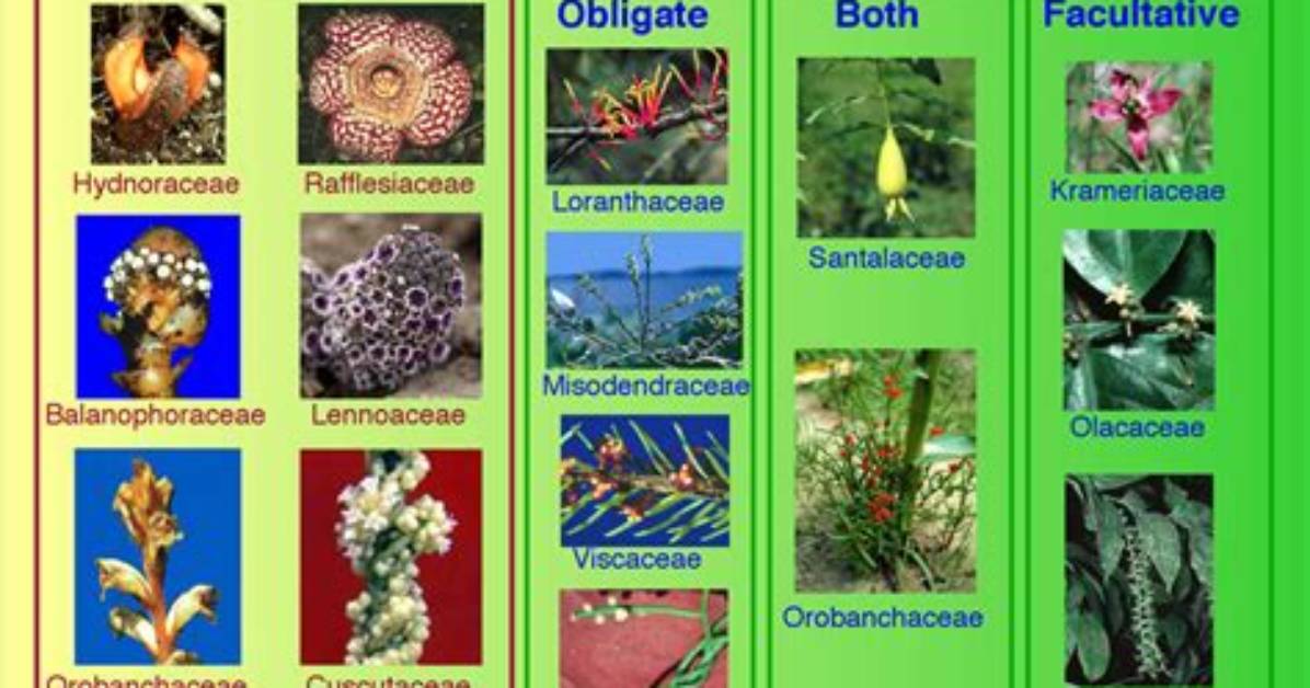 What Is Hemiparasite Examples?