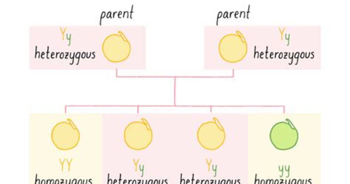What Is Homozygous Example? | Contextresponse. Com