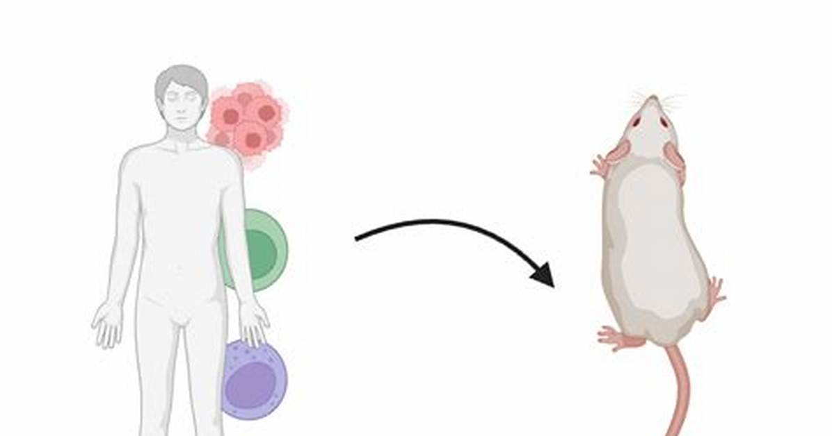 What Is Humanized Mouse Models?