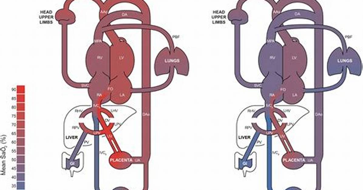 What Is Hyperoxemia