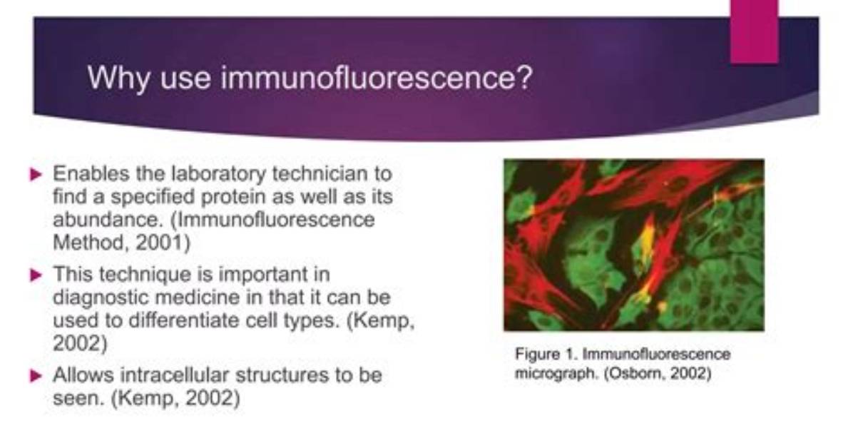 What Is Immunofluorescent Labeling?